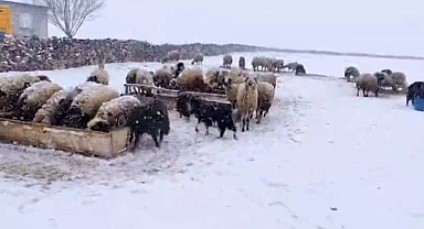 Besicilerin kar esareti sürüyor