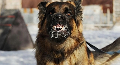 Bir başıboş sokak köpeği saldırısı daha! Erzurum'da tedavi altına alındı