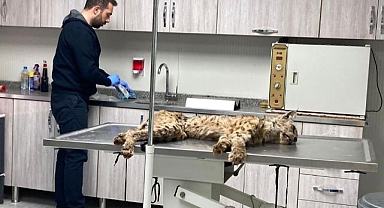 Bitkin halde bulunan vaşak koruma altında