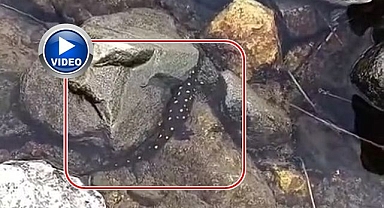 Bu hayvana zarar verene büyük ceza!