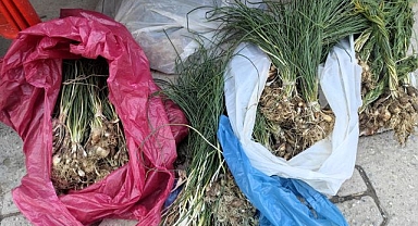 Bu otun kilosu 10 bin TL!