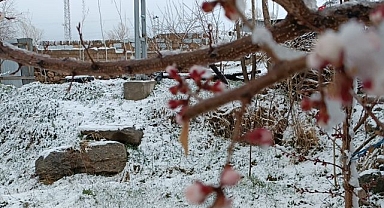 Çiçek açan ağaçlara kar yağdı