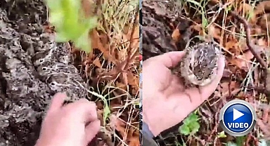 Çobandan tavşan yavrularına şefkat eli