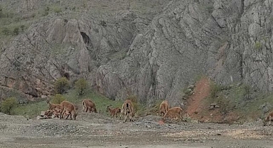  Dağ keçileri kara yoluna indi