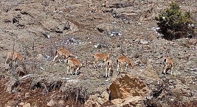 Dağ keçileri kentte görüldü