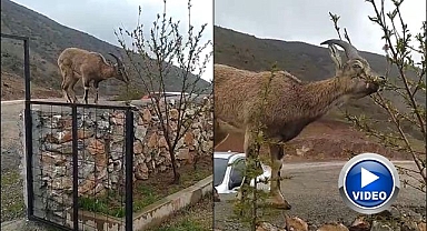 Dağ keçisi evin duvarına tırmandı