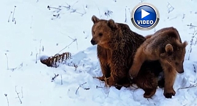 Dronu görünce panikleyen ayılar kamerada