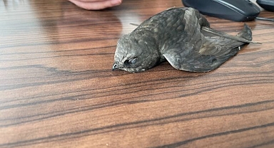 Ebabil kuşları koruma altına alındı