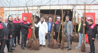 Fidanlar dağıtıldı... Ceviz merkezi olacak