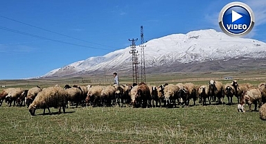 Havanın ısınmasıyla hayvan sahipleri rahat nefes aldı