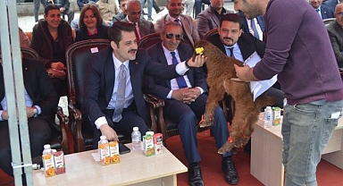 Hayvanlar podyuma çıktı