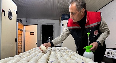 Kaz yetiştiriciliğinde yeni dönem başlıyor