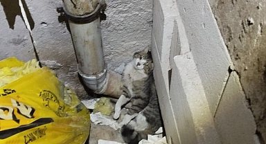 Kediyi kurtarmak için duvarı kırdılar