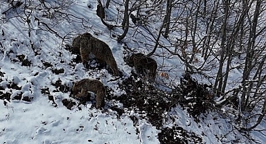 Kış uykusundan uyanan ayılar yiyecek aradı