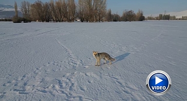 Kızıl tilkinin dron ile imtihanı   