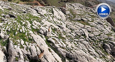 Koruma altındaki dağ keçileri görüntülendi