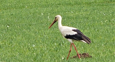 Leylekler ovaya geri döndü