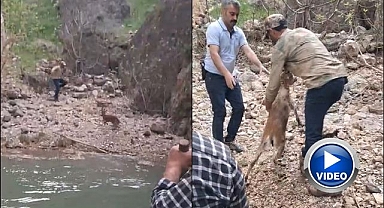 Mahsur kalan yavru dağ keçisi kurtarıldı