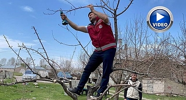 Meyve ağaçları için budama eğitimi