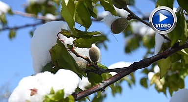 Meyve ağaçları zarar gördü