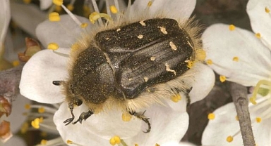 Meyve bahçelerinin korkulu rüyası!