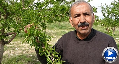 Mucizevi bahçe! Zirai don teyet geçti
