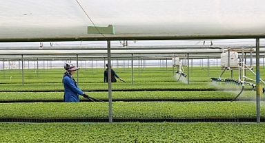 Seralarda sebze fideleri büyüyor