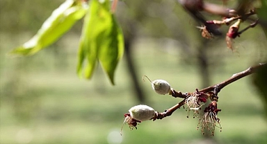 Soğuk hava kayısı ağaçlarını vurdu