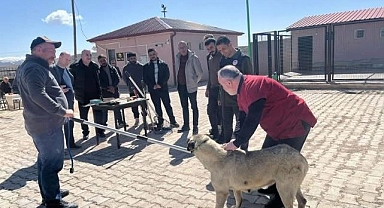 Sokak hayvanlarını yakalama eğitimi