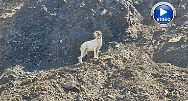 Uçurumda mahsur kalan kör köpek kurtarıldı