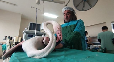 Yaralı flamingo tedaviye alındı