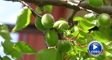 Yüzyılın en büyük zirai kaybı