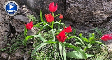 1071 Lalesi dağları kırmızıya bürüdü