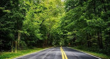 ORMAN YOLU YAPTIRILACAK