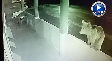 Aç ayı oynamadı! Balığı yiyince...