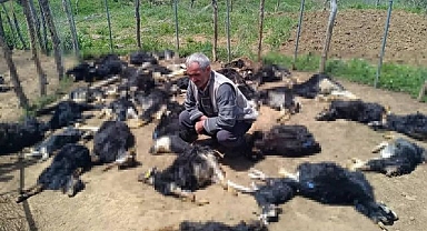 Ağıla giren kurtlar katliam yaptı!