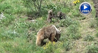 Ayılar yiyecek ararken görüntülendi
