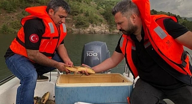 Baraj gölünde sazan araştırması