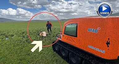 Bataklığa saplanan inek böyle kurtarıldı