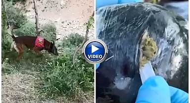 Dere kenarına gizlenmiş esrarı dedektör köpek buldu