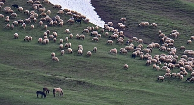 Devlet destekli projeyle sayıları artıyor
