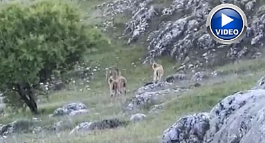 Doğanın nadir konukları görüntülendi