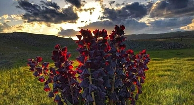 Doğayı endemik dağ sümbülleri süsledi