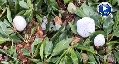 Dolu yağışı badem bahçelerine zarar verdi