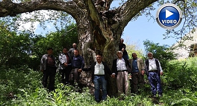 Erzurum'da en az 300 yıllık ceviz ağacı dimdik ayakta
