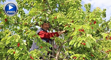 Erzurum'un bahçelerinde kiraz hasadı