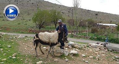 Eşeği Kadife'ye gözü gibi bakıyor