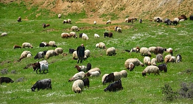 Göçerlerin yayla mesaisi başladı