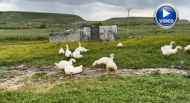 Kaz fiyatları gram altınla yarışıyor