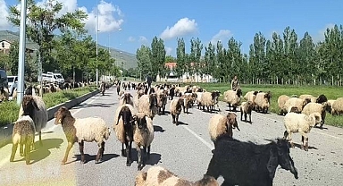 Hayvan sürüleri trafiği tehlikeye atıyor